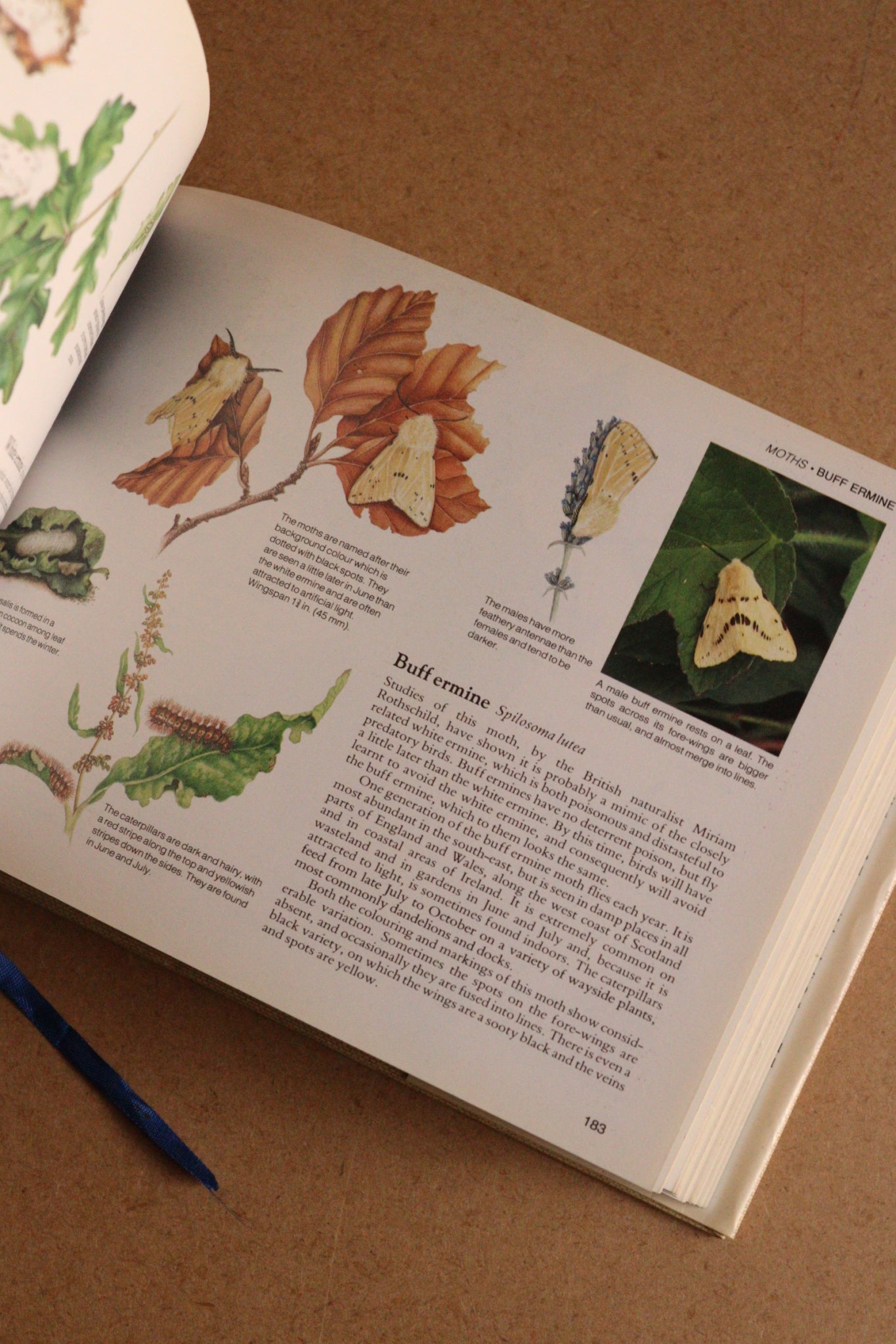 Reader's Digest Nature Lover's Library Field Guides of Britain, 1ª Edición, 1981-1984, Completa