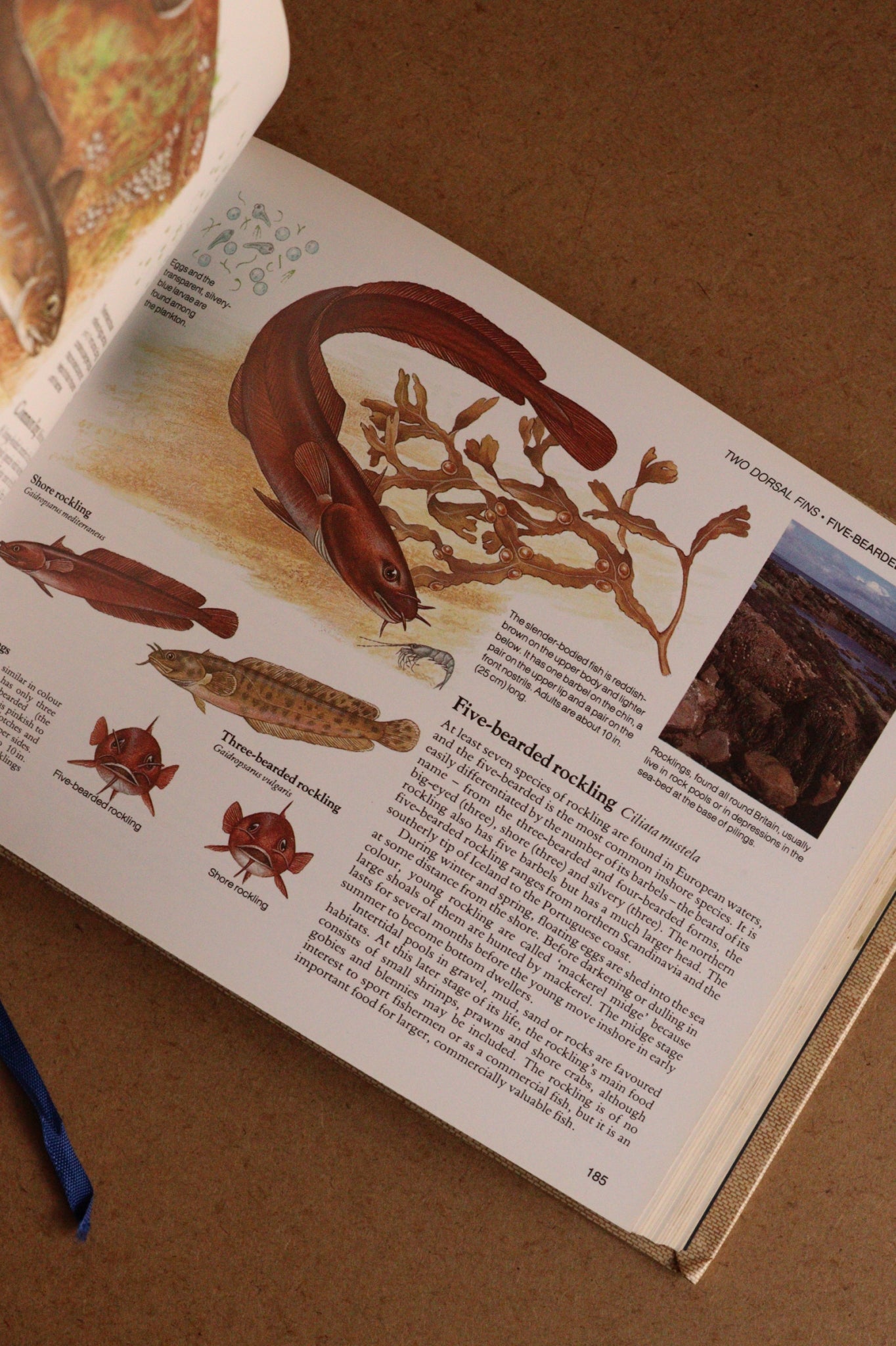 Reader's Digest Nature Lover's Library Field Guides of Britain, 1ª Edición, 1981-1984, Completa