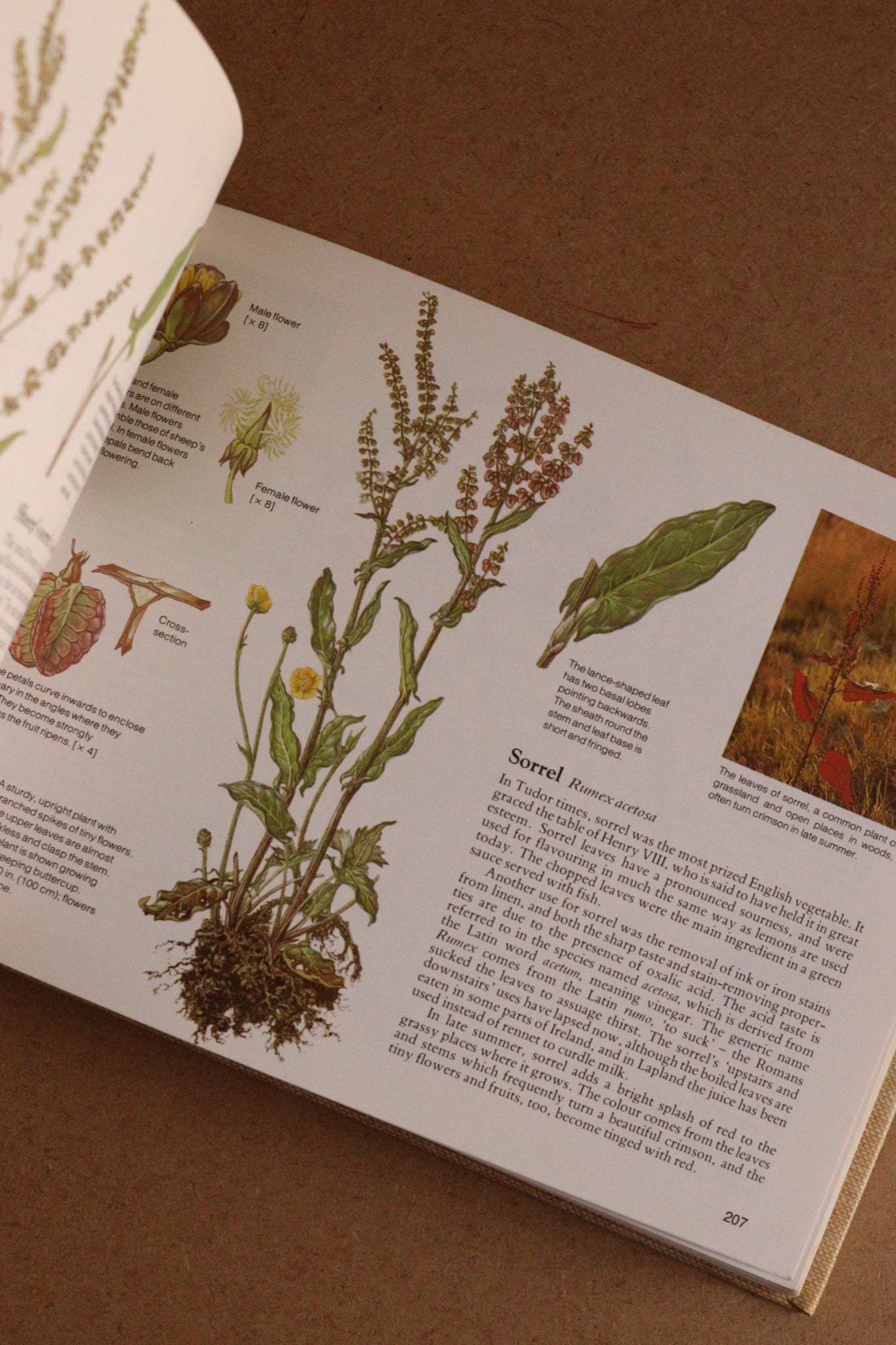 Reader's Digest Nature Lover's Library Field Guides of Britain, 1ª Edición, 1981-1984, Completa