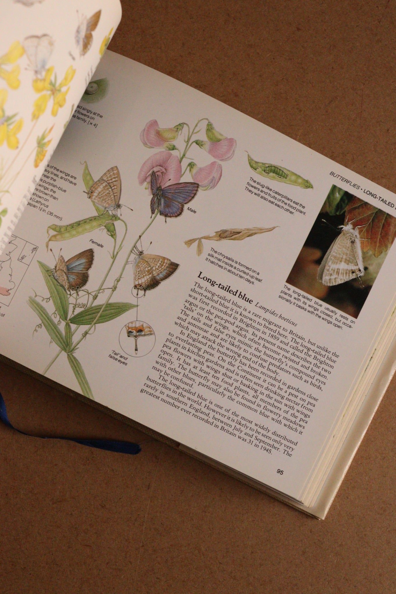 Reader's Digest Nature Lover's Library Field Guides of Britain, 1ª Edición, 1981-1984, Completa