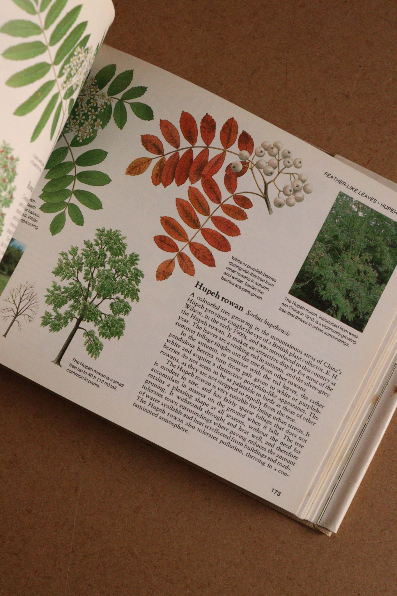 Reader's Digest Nature Lover's Library Field Guides of Britain, 1ª Edición, 1981-1984, Completa