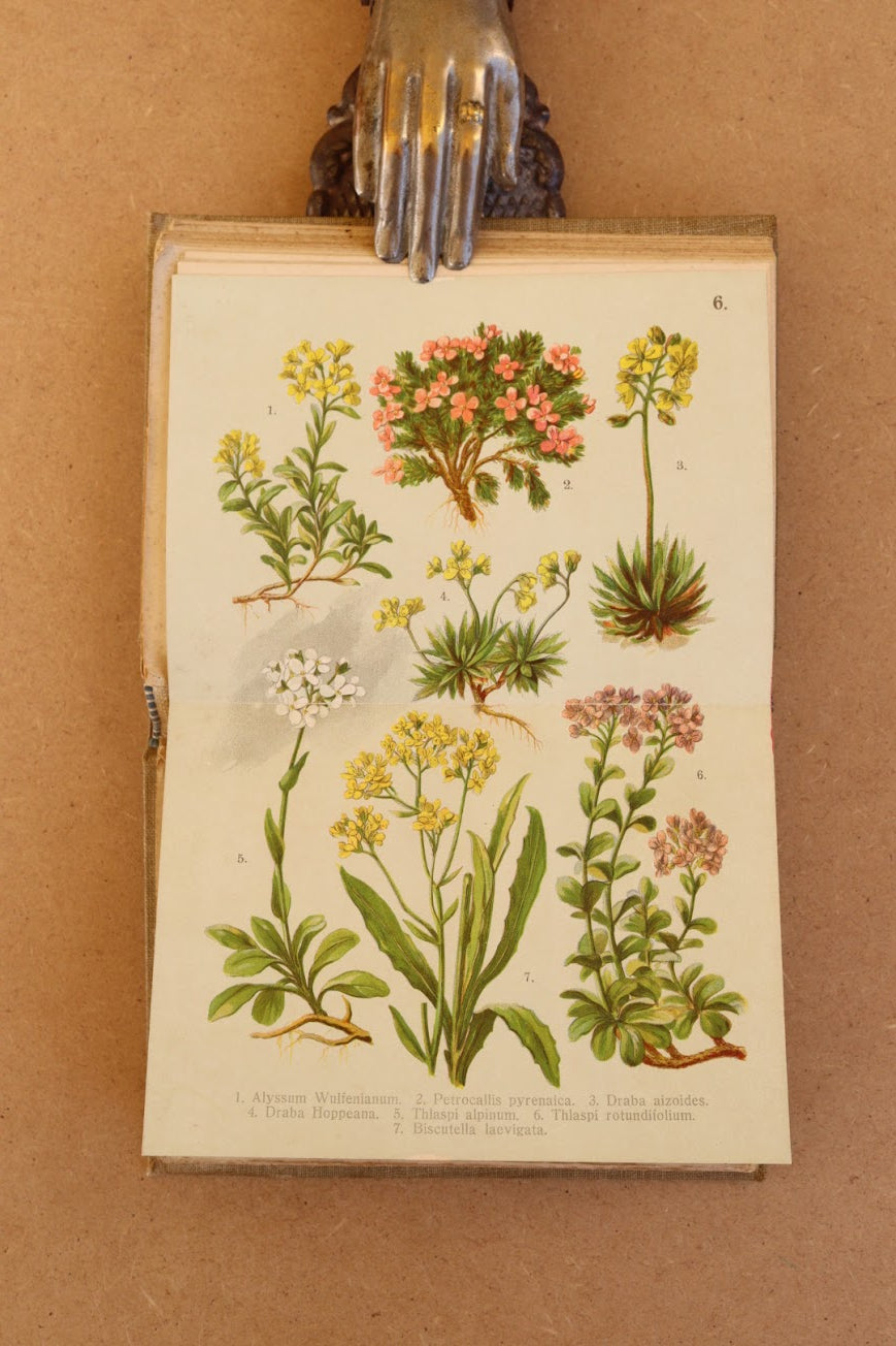 Flora delle Alpi, Atlas de botánica 1915