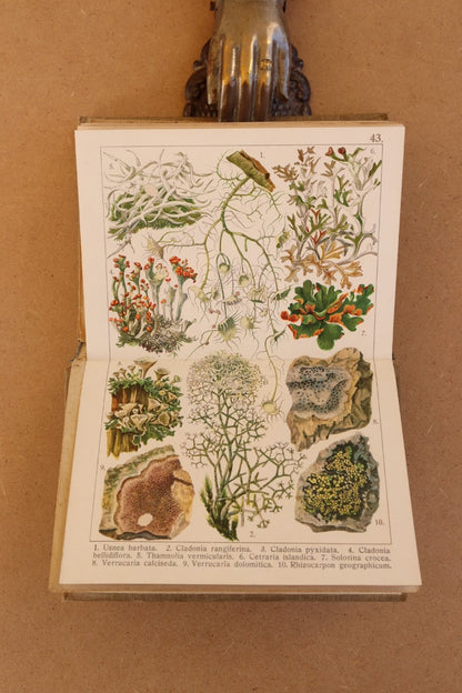 Flora delle Alpi, Atlas de botánica 1915