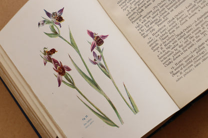 Flowers of the Field, Society for promoting christian knowledge, 1911