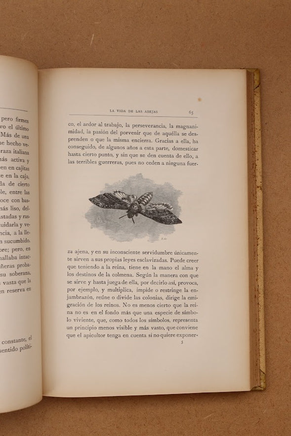 La vida de las abejas, Montaner y Simón, 1913