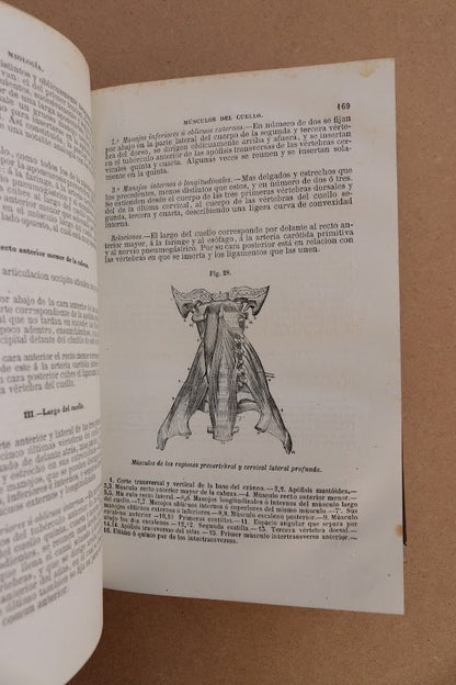 Anatomía Descriptiva, Sappey, 1874