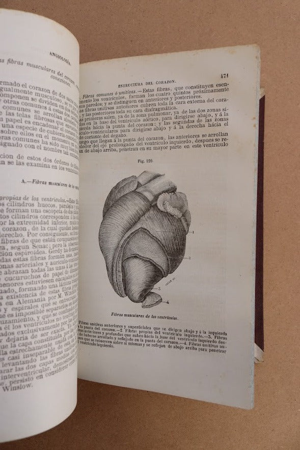 Anatomía Descriptiva, Sappey, 1874