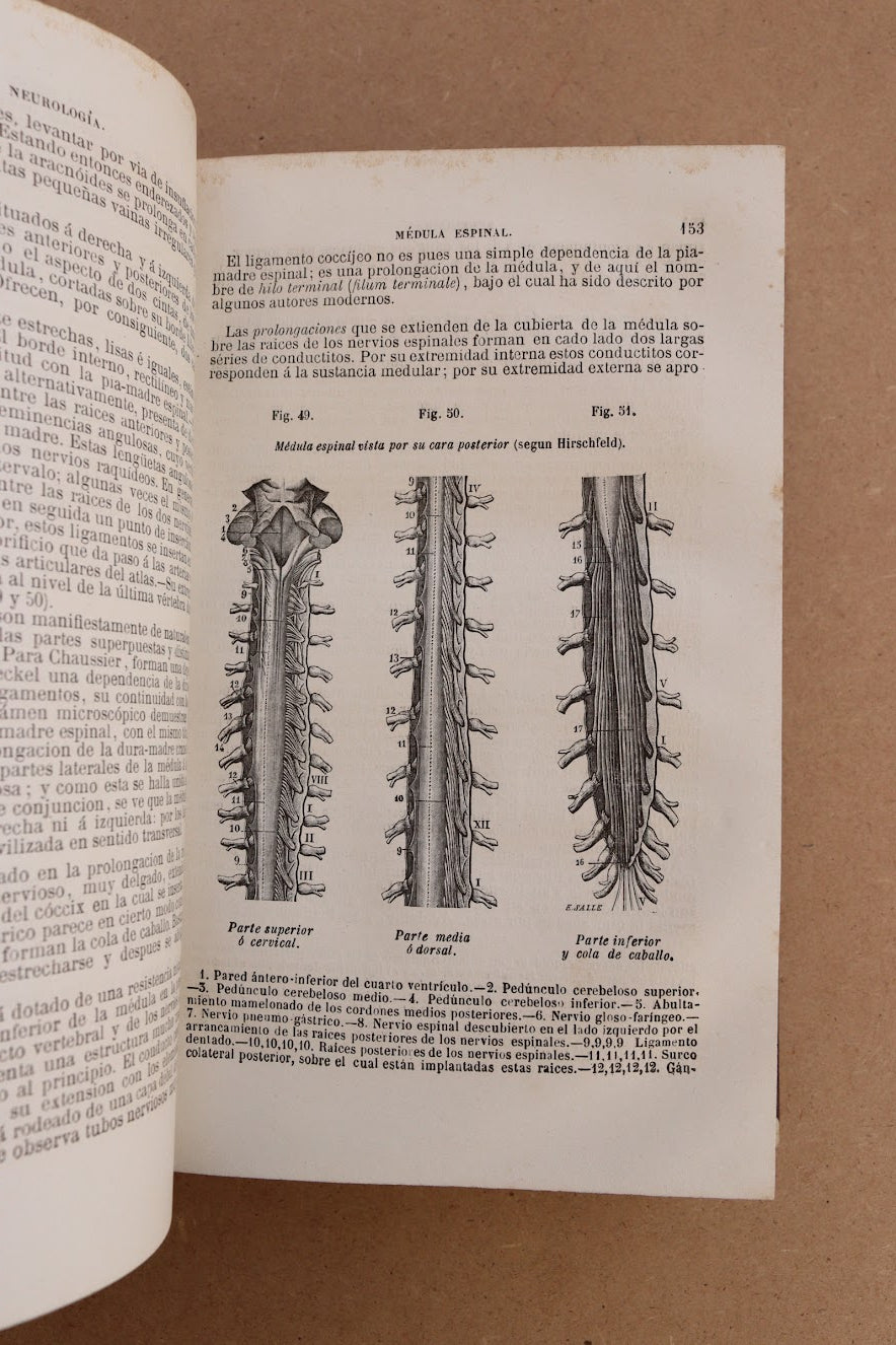 Anatomía Descriptiva, Sappey, 1874