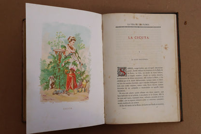 La vida de las flores, Celestino Verdaguer, 1878