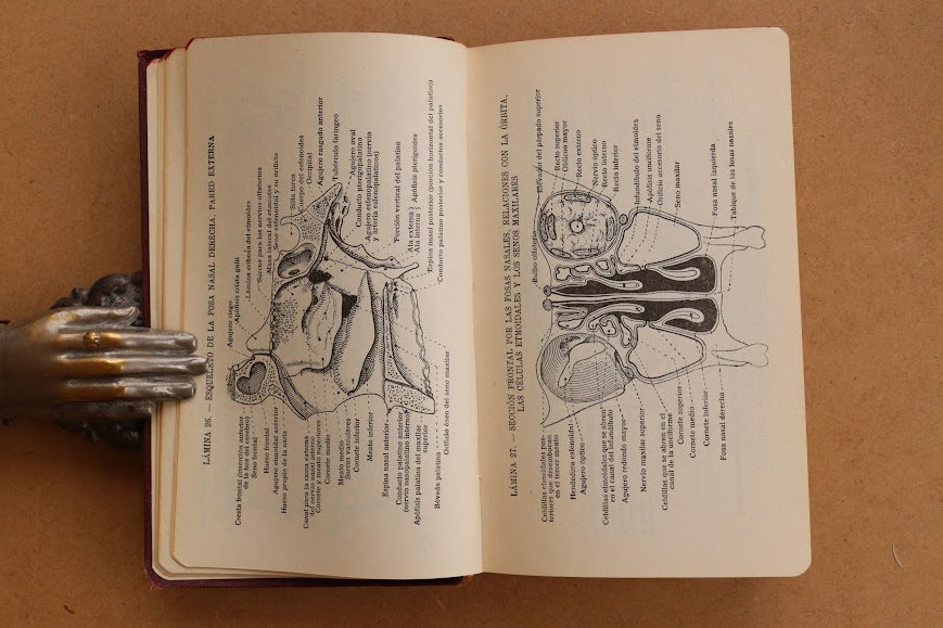 Atlas Manual de Anatomía, 1965