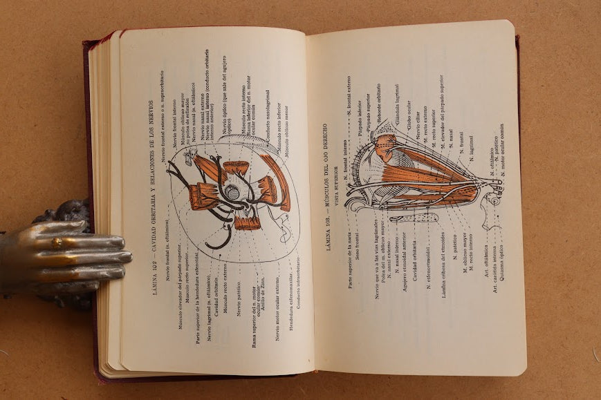 Atlas Manual de Anatomía, 1965