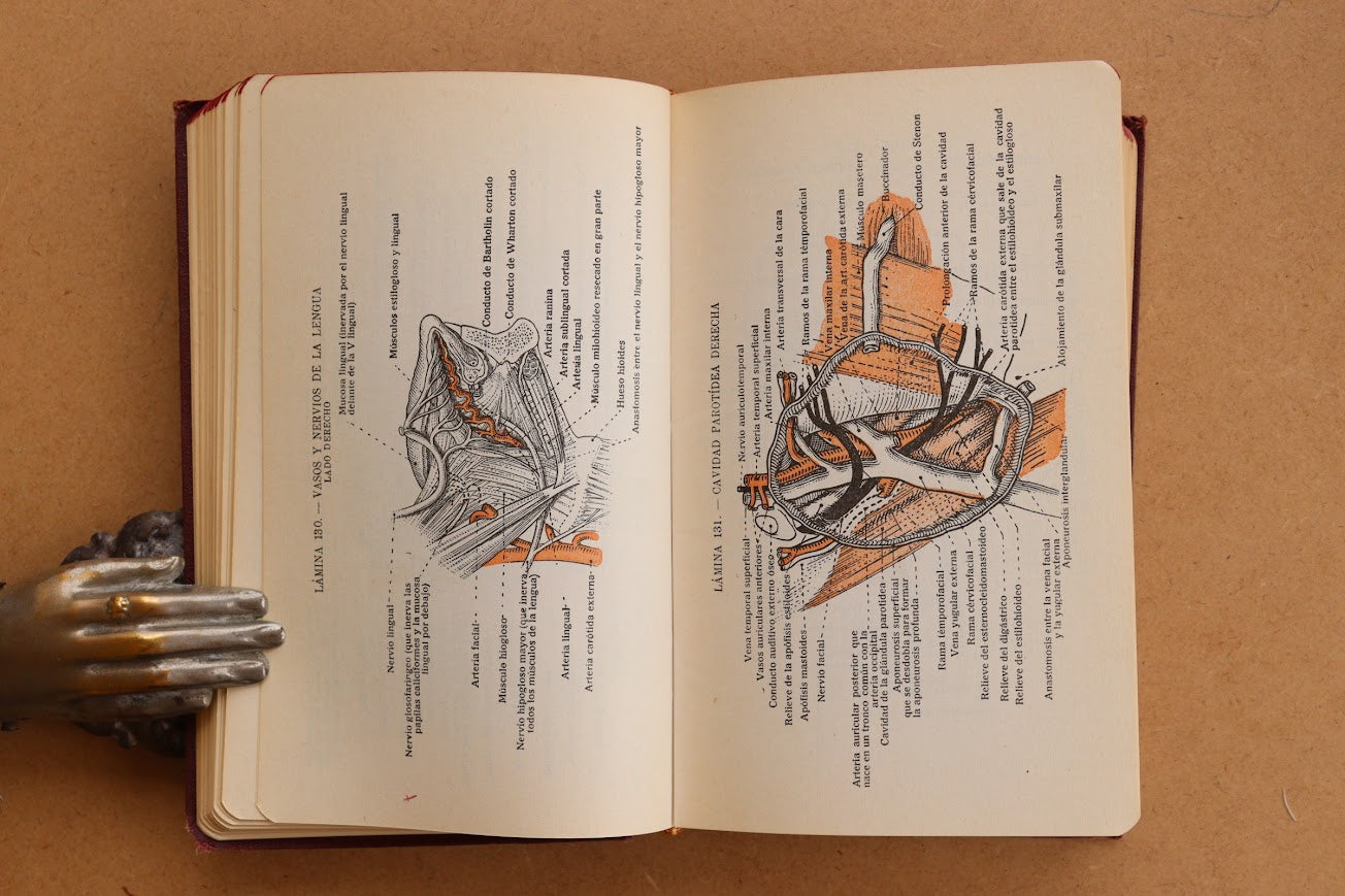 Atlas Manual de Anatomía, 1965