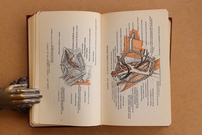 Atlas Manual de Anatomía, 1965