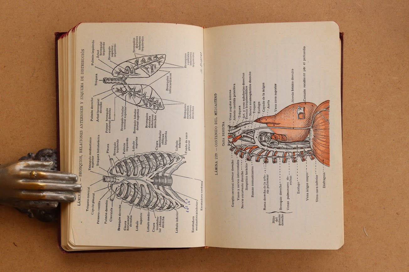 Atlas Manual de Anatomía, 1965