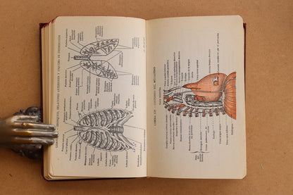 Atlas Manual de Anatomía, 1965