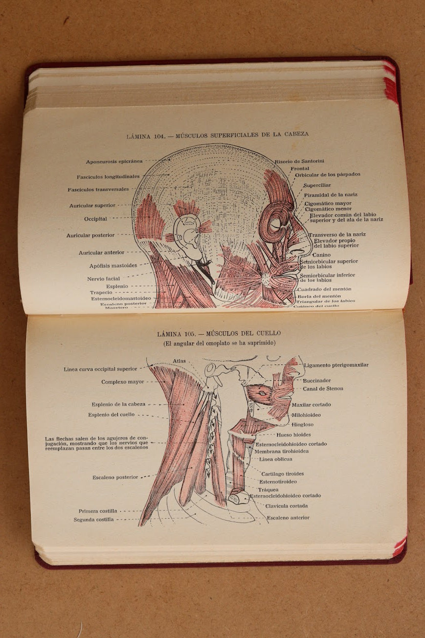 Atlas Manual de Anatomía, 1965