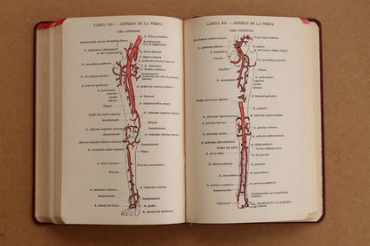 Atlas Manual de Anatomía, 1965