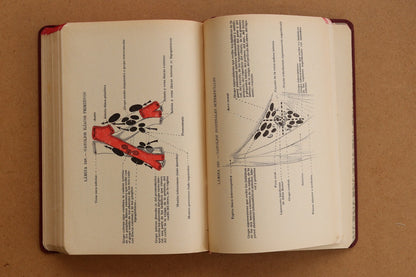 Atlas Manual de Anatomía, 1965