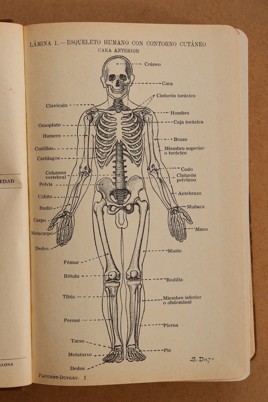 Atlas Manual de Anatomía, 1934