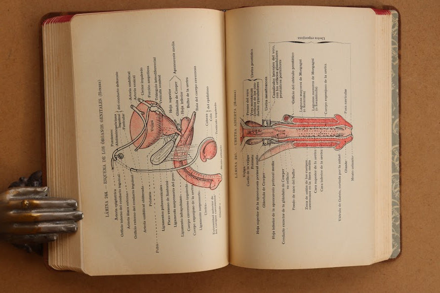 Atlas Manual de Anatomía, 1934