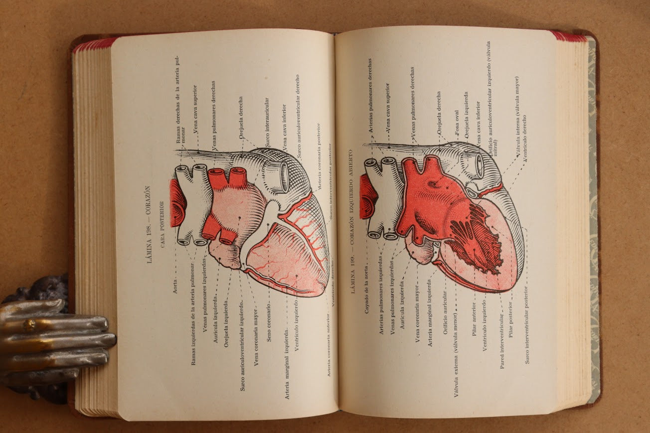 Atlas Manual de Anatomía, 1934