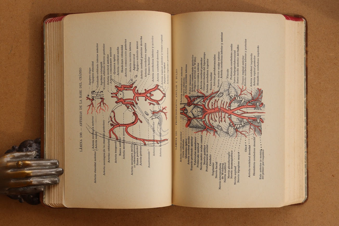 Atlas Manual de Anatomía, 1934