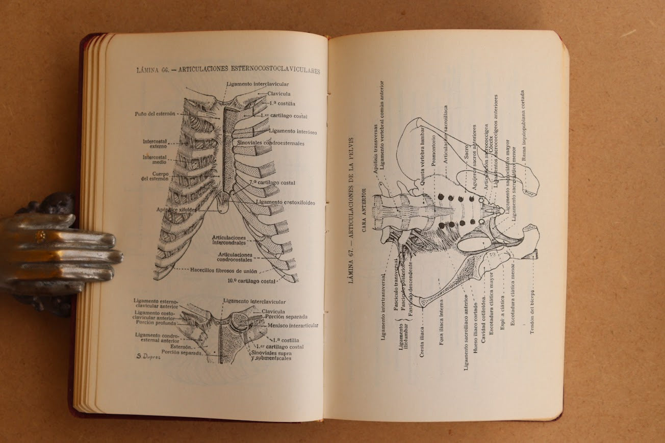 Atlas Manual de Anatomía, 1965