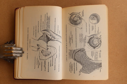 Atlas Manual de Anatomía, 1965