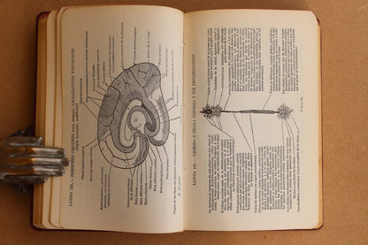 Atlas Manual de Anatomía, 1965