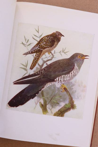 Birds of Britain, J. Lewis Bonhote, 1907