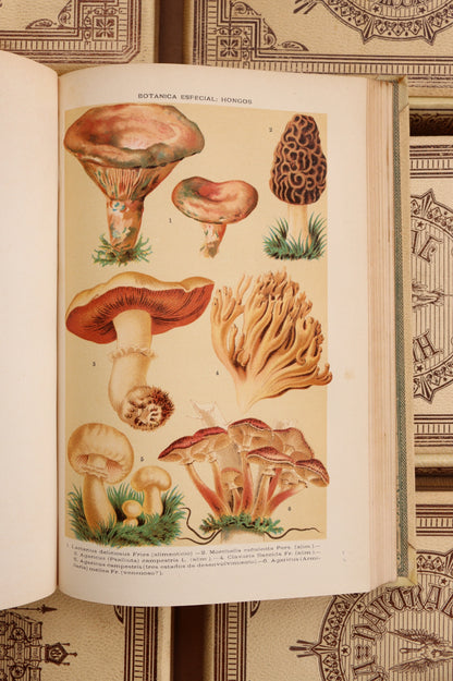 Historia Natural, Montaner y Simón, 1891-1895, Completa